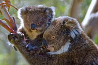 Koala met kleintje in de boom. van Arne Hendriks thumbnail
