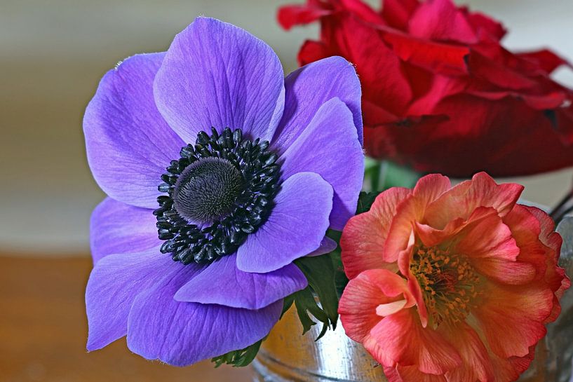 Anemone and her friends by Gerhard Albicker