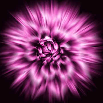 Dahlia alienation abstract with movement in purple by Dieter Walther