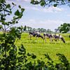 Zie de koeien grazen van Patrick Herzberg