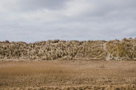 Dune grass by Van Kelly's Hand