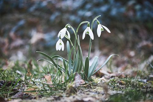 Sneeuwvlokken op een weide met fijne bloemblaadjes