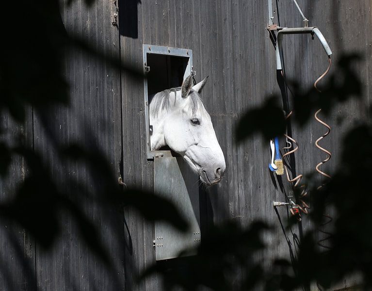 Cheval domestique par Matthias Brix