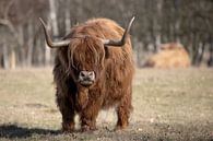 Schotse Hooglander van Debbie Rijnders thumbnail
