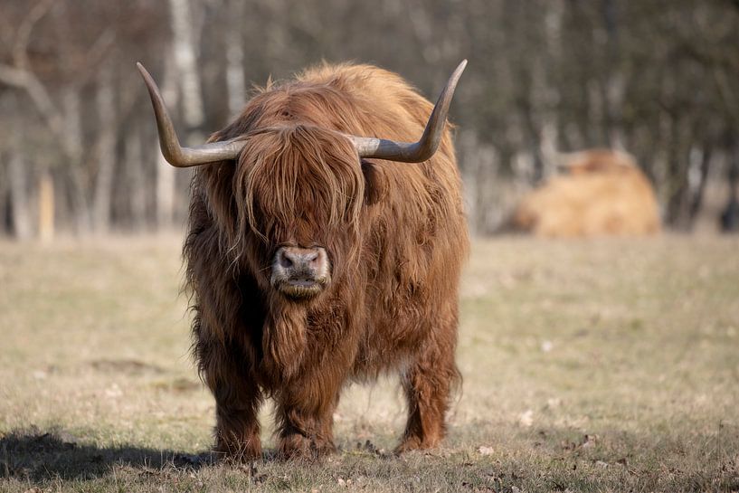 Schotse Hooglander van Debbie Rijnders