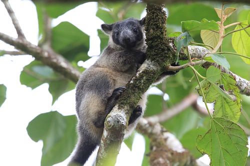 Een Lumholtz-boomkangoeroe (Dendrolagus lumholtzi) Queensland, Australië