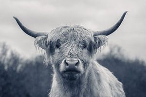 Portrait de la vache Highland écossaise