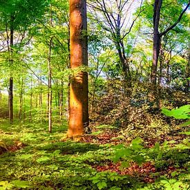 Lever de soleil au printemps - panorama de forêt clair dans la lumière du soleil du matin sur Günter Albers