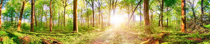 Sonnenaufgang im Frühling - helles Waldpanorama im Licht der Morgensonne von Günter Albers