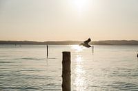 Möwe fliegt weg am Gardasee Italien