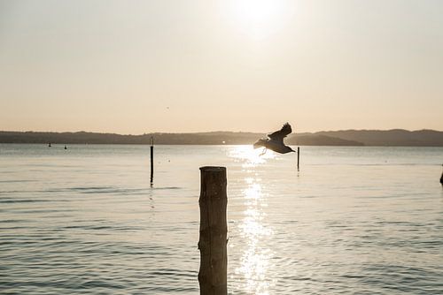 Meeuw vliegt weg op gardameer Italie