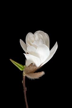 Witte Magnolia knop opent, stilleven van Anjo Kan