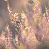 Heather blue, the jewel of the moors by Moetwil en van Dijk - Fotografie