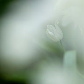 Wild hyacinth surrounded by softness by Anki Riteco