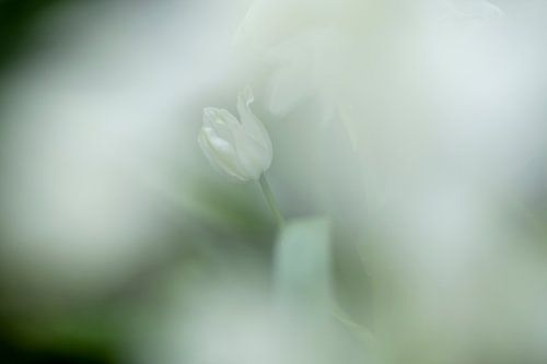 Jacinthe sauvage entourée de douceur