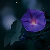 Blauwe dagwinde bloem bij nachtelijk hemel (Ipomoea learii) van Flower and Art
