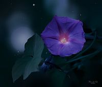 Blauwe dagwinde bloem bij nachtelijk hemel (Ipomoea learii)