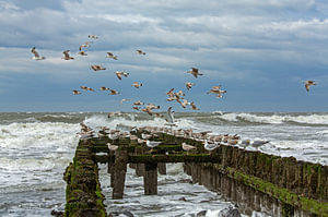 Mouettes sur un brise-lames