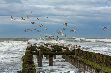 Seagulls on breakwater by MSP Canvas