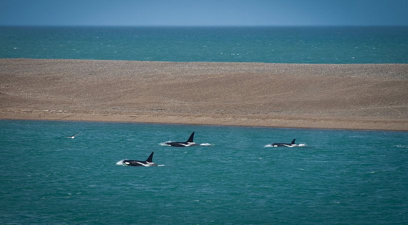 Killer whales van BL Photography
