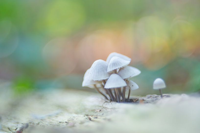 porcelain mushrooms par Jeannette Kliebisch