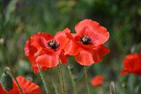 Poppies