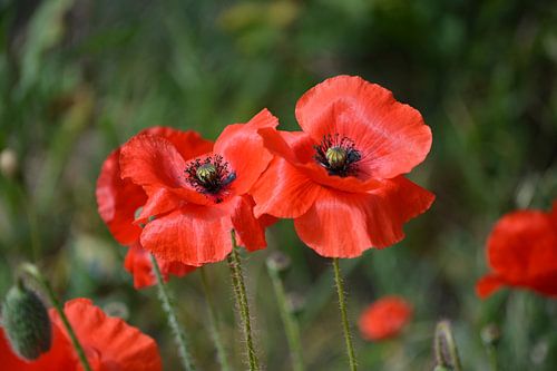 Coquelicots