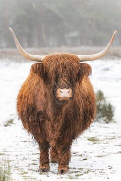 Porträt einer schottischen Hochlandrinderkuh im Schnee