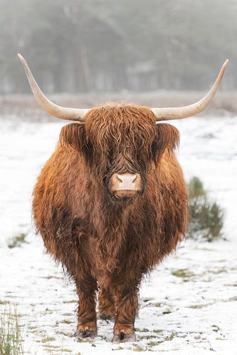 Portret van een Schotse hooglander koe in de sneeuw