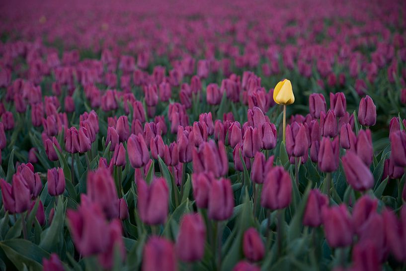 Afwijkende tulp van Cor de Hamer