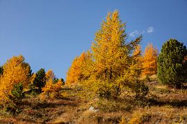 Gouden lariksen en landschap in Arolla Wallis