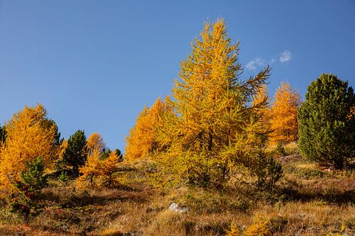 Gouden lariksen en landschap in Arolla Wallis