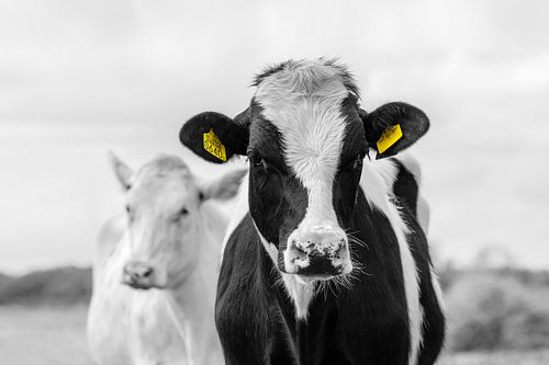 Vache pie et blanche