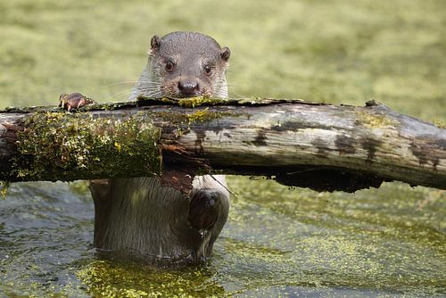 Europäische Fischotter (Lutra lutra)