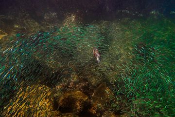 Galapagos - Jagende vis in grote school vissen
