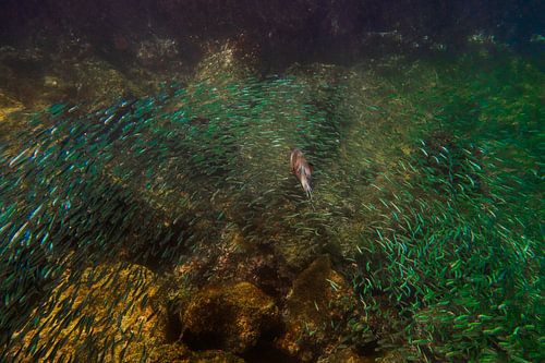 Galapagos - Jagd auf Fische in großen Fischschwärmen
