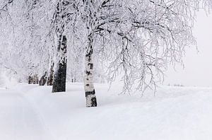 Birkenallee im Tiefschnee, Norwegen