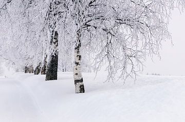 Birch avenue in deep snow, Norway by Adelheid Smitt