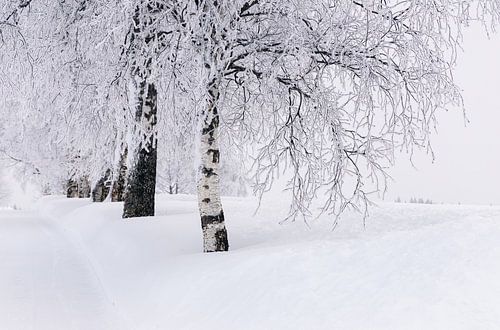 Avenue de bouleaux sous la neige, Norvège sur Adelheid Smitt