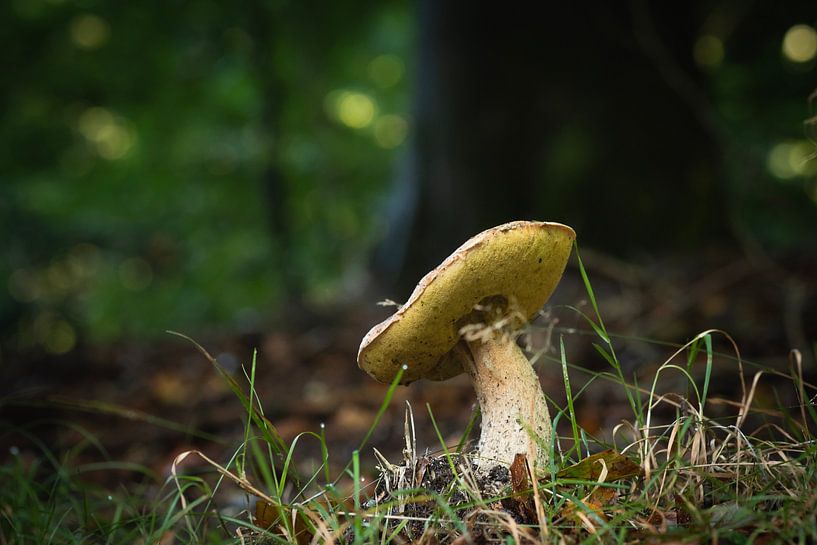 Champignons par Mariette Kranenburg