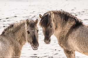 horses sur Heinz Grates