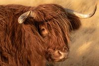 portret Schotse hooglander, highlander