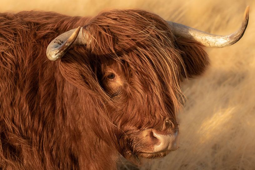 portret Schotse hooglander, highlander van M. B. fotografie