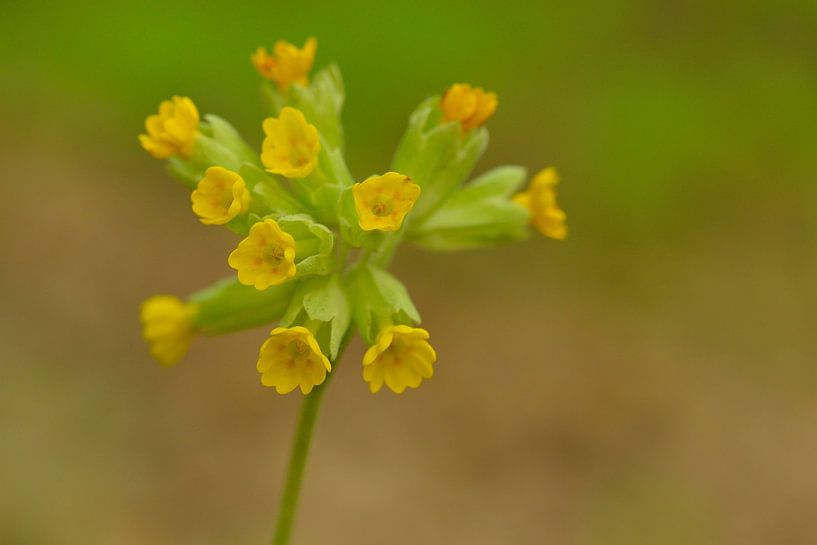 Echte Schlüsselblume von Karin Jähne