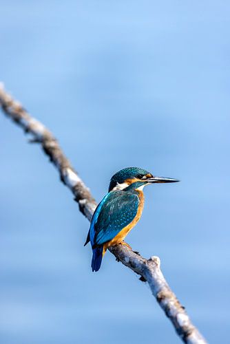 Der Eisvogel am Ufer der Gouwzee gefangen