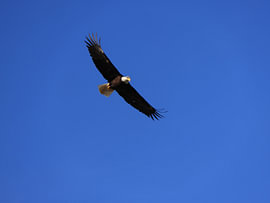 Weiskopfseeadler fliegend am blauem Himmel von Schinuuk