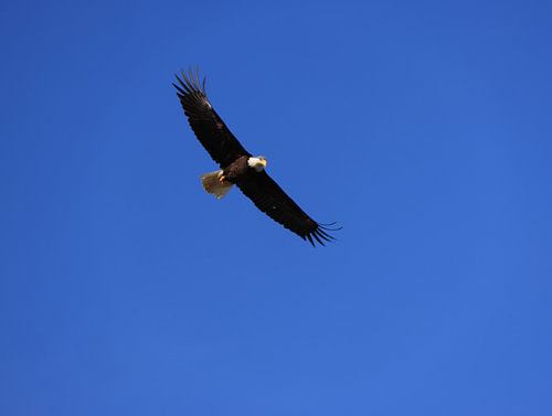 A white-headed sea eagle in flight against a blue sky
