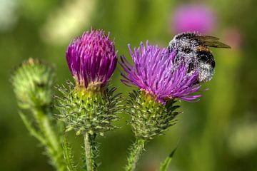 Hommel - vol stuifmeel - op een distel van Flatfield