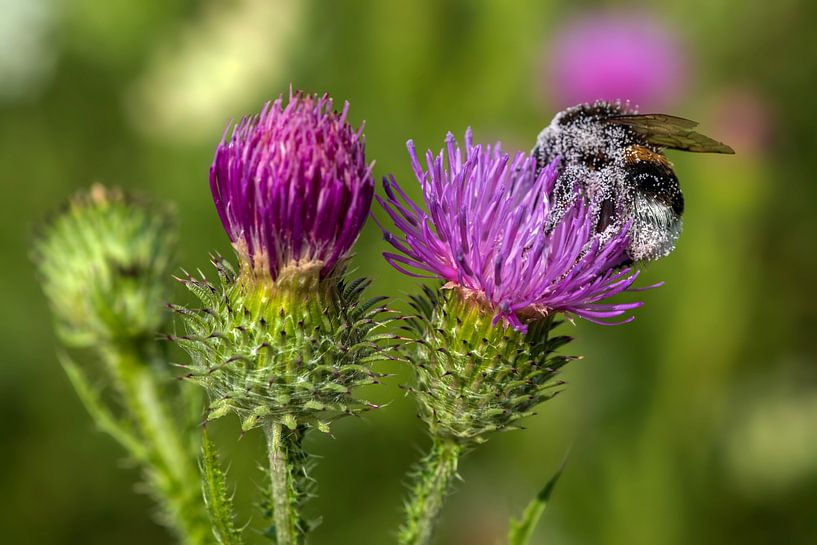 Hummel - voll mit Pollen - auf einer Distel von Flatfield