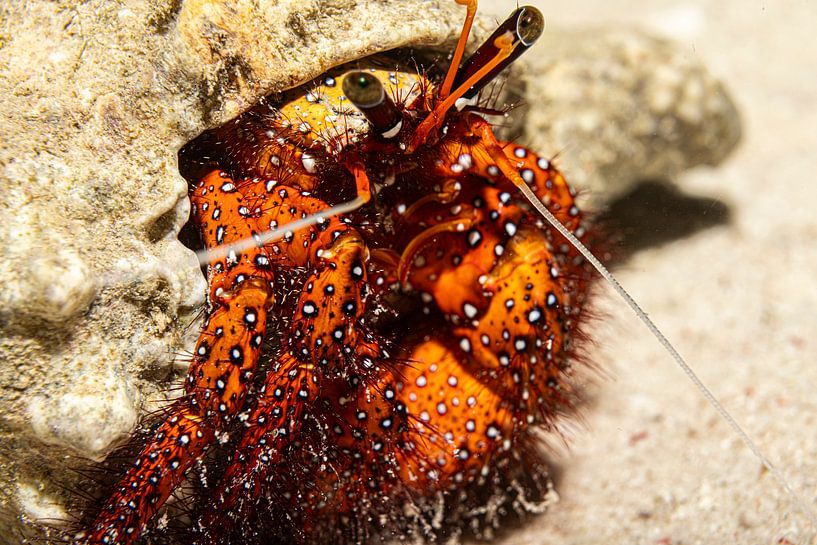 Der Einsiedlerkrebs, Insel Mabul, Malaysia von Travel Tips and Stories
